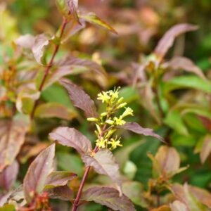 Diervilla rivularis 'Kodiak Red' / Mézelő lonc