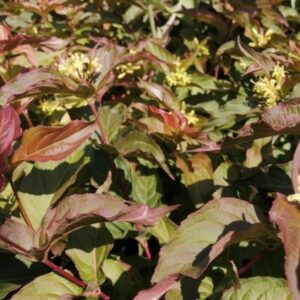 Diervilla splendens / Sárgalonc