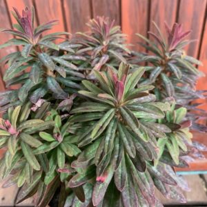 Euphorbia martinii 'Ascot Petite' / Kutyatej