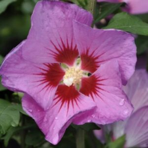 Mályvacserje / Hibiscus syriacus 'Russian Violet'