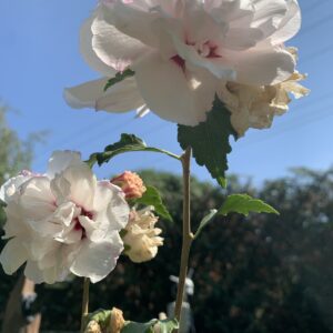 Hibiscus syriacus 'French cabaret Pastel'/ Mályvacserje