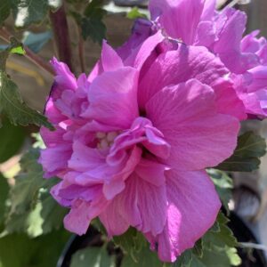 Hibiscus syriacus 'French cabaret Purple'/ Mályvacserje
