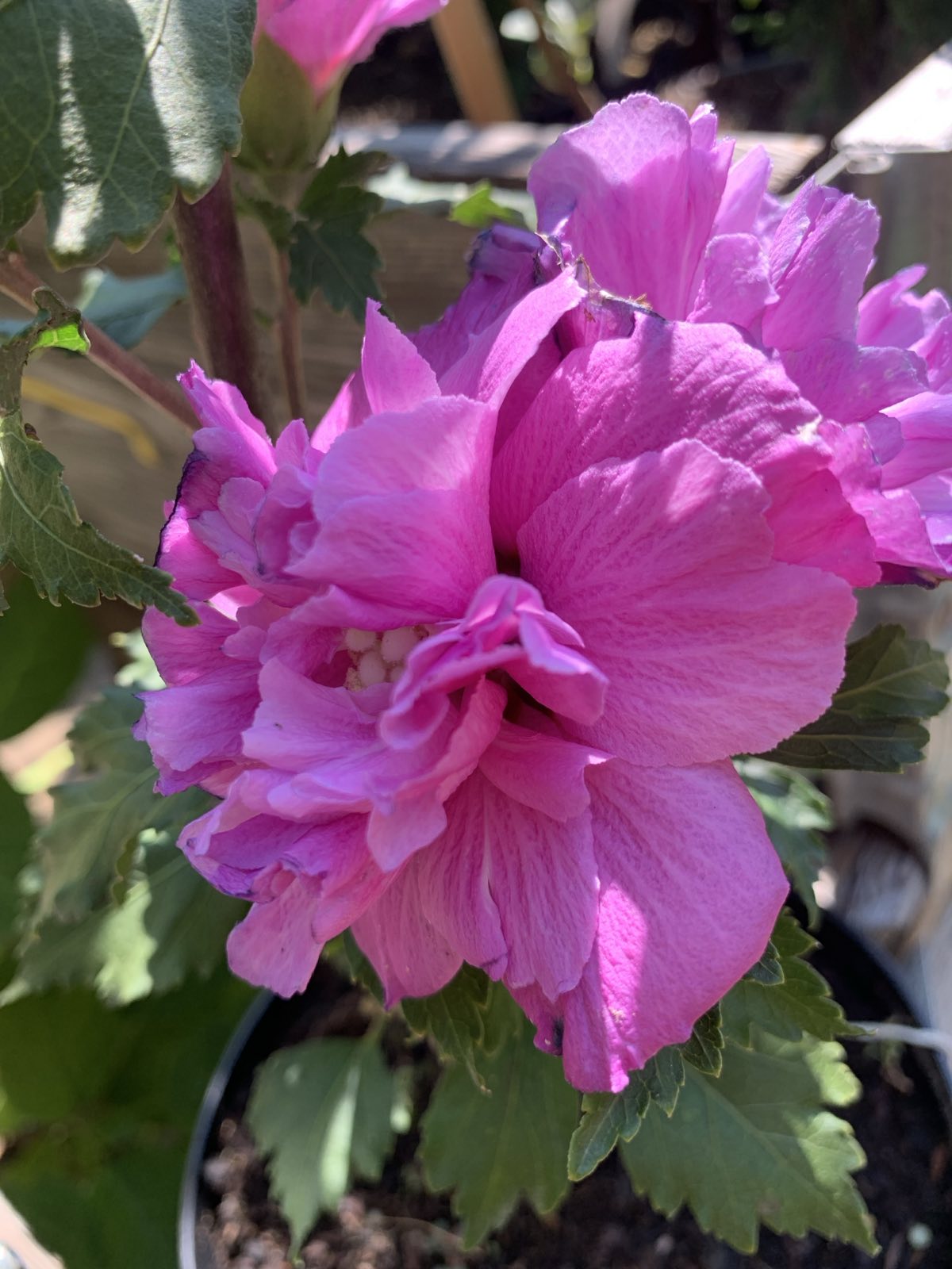 Hibiscus syriacus 'French cabaret Purple'/ Mályvacserje
