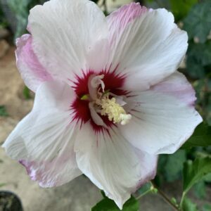 Mályvacserje / Hibiscus syriacus 'Pinky spot'