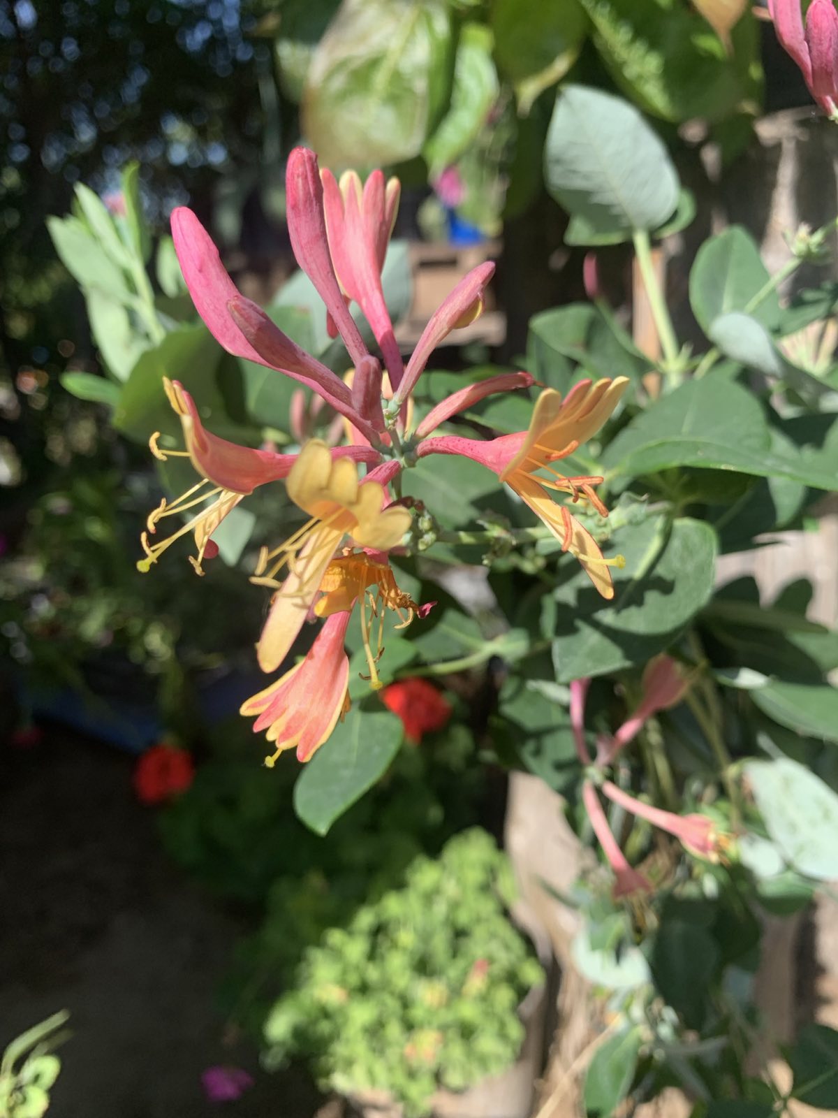 Lonicera heckrotti 'American beauty' / kúszólonc