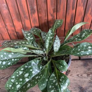 Pulmonaria 'Trevi Fountain' / Tüdőfű