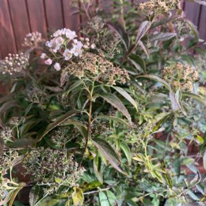 Spirea japonica'Genpei/Shirobana' / Japán gyöngyvessző