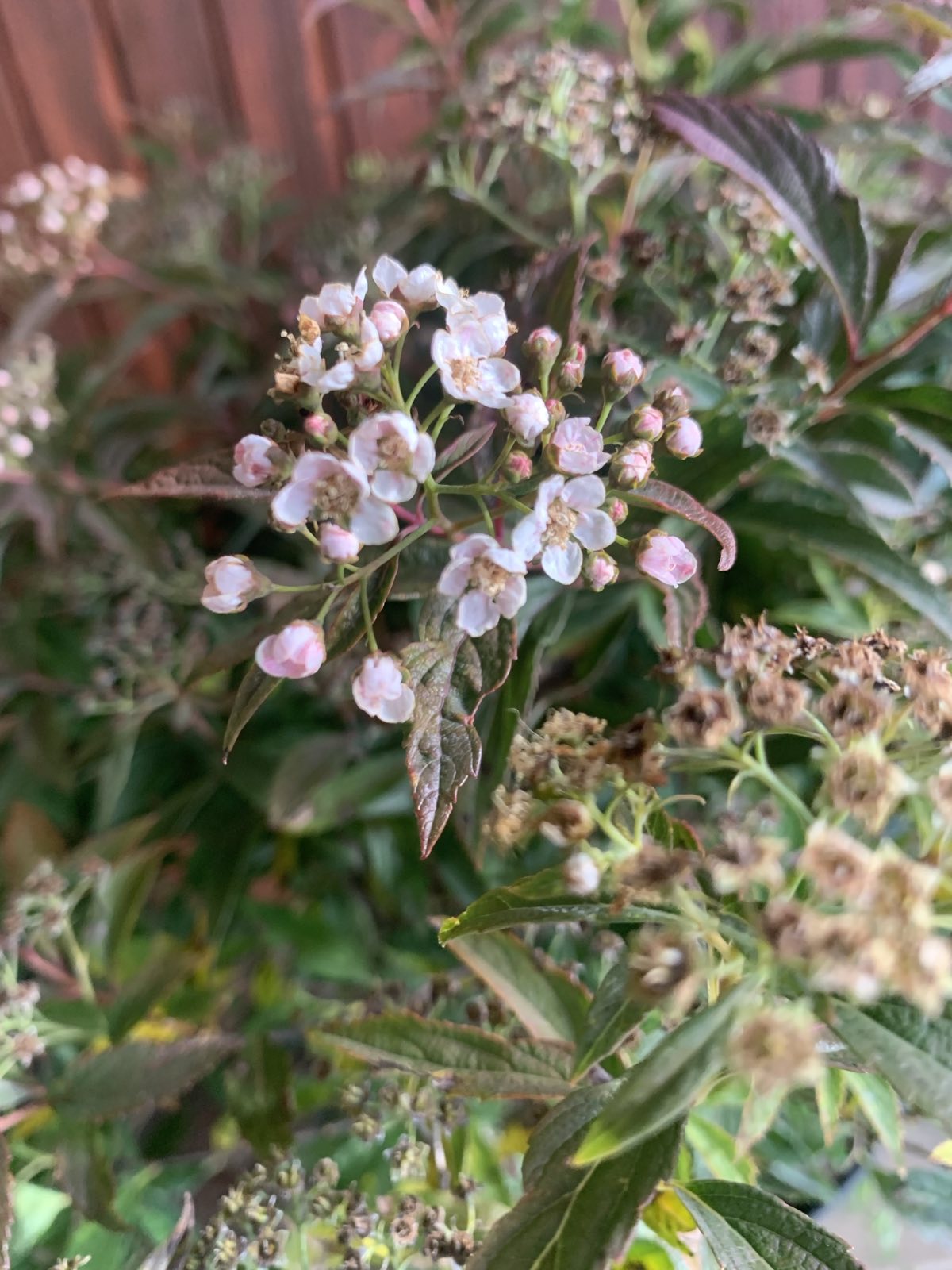 Spirea japonica'Genpei/Shirobana' / Japán gyöngyvessző - Image 2