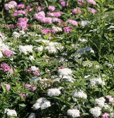 Spirea japonica'Genpei/Shirobana' / Japán gyöngyvessző - Image 3