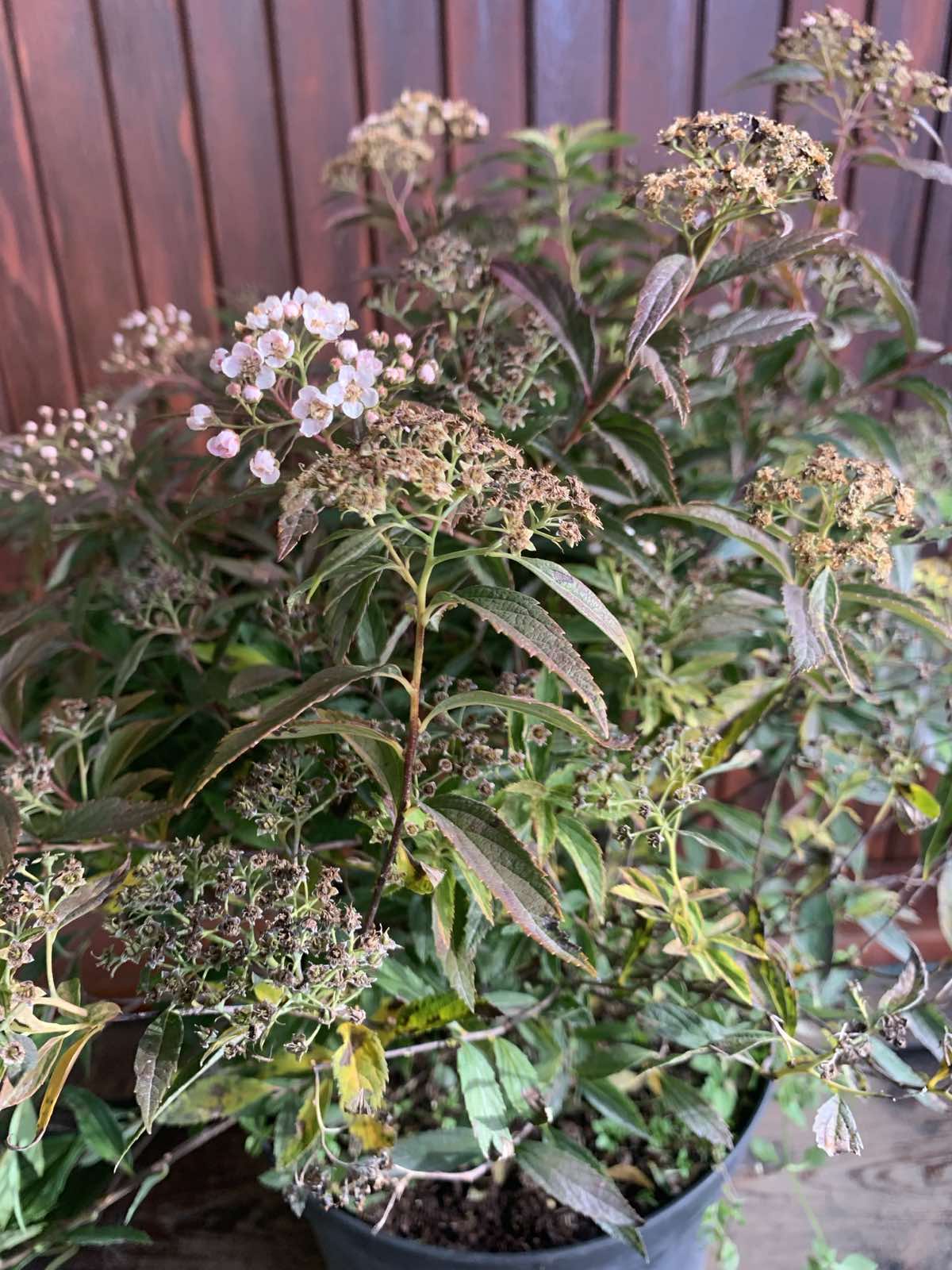 Spirea japonica'Genpei/Shirobana' / Japán gyöngyvessző