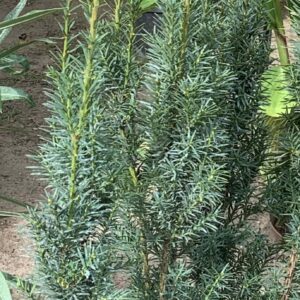 Taxus x media 'Rapid' / Tiszafa