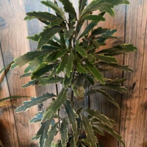 Dizygotheca elegantissima / Tenyérarália