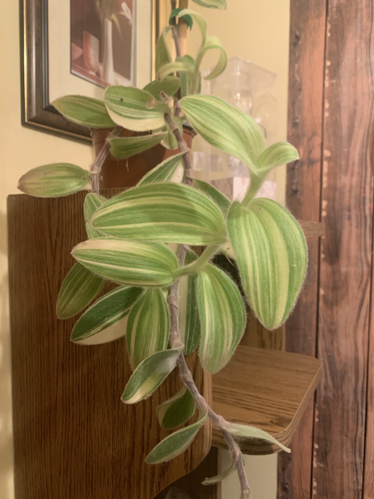 Tradescantia sillamontana 'Matuda' / Molyhos pletyka