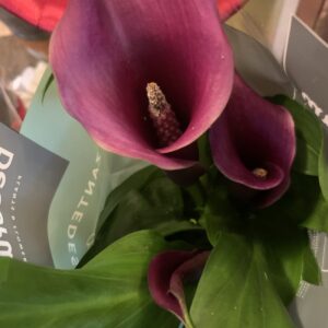 Zantedeschia   / Cala, Kála