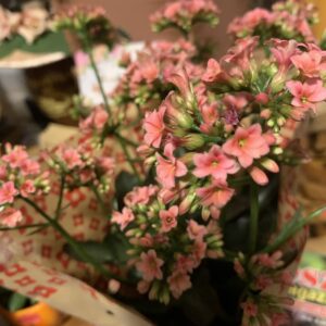 Kalanchoe blossfeldiana / Korallvirág