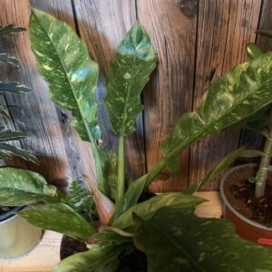 Philodendron scandens 'Ring on Fire' / Filodendron