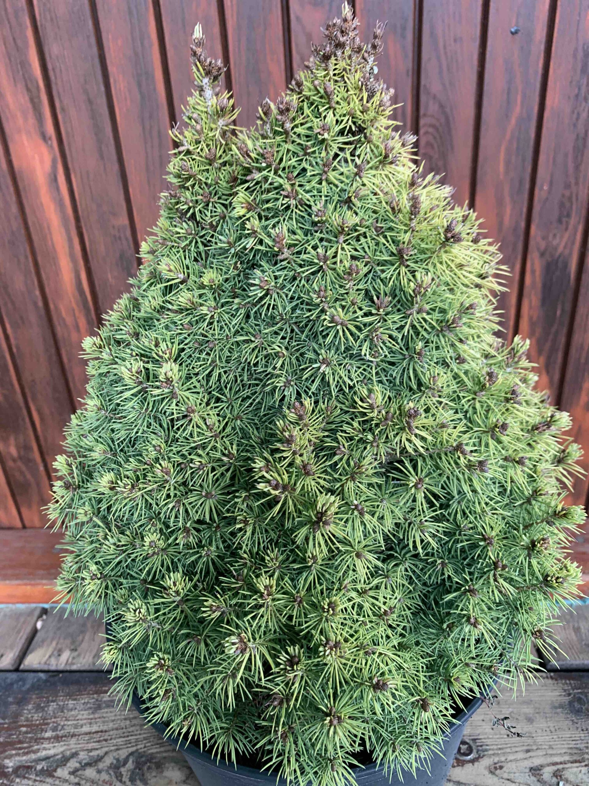 Picea glauca 'Rainbow's End' / Cukorsüvegfenyő