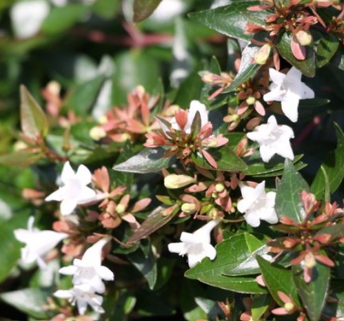 Abelia grandiflorum / Tárnicslonc