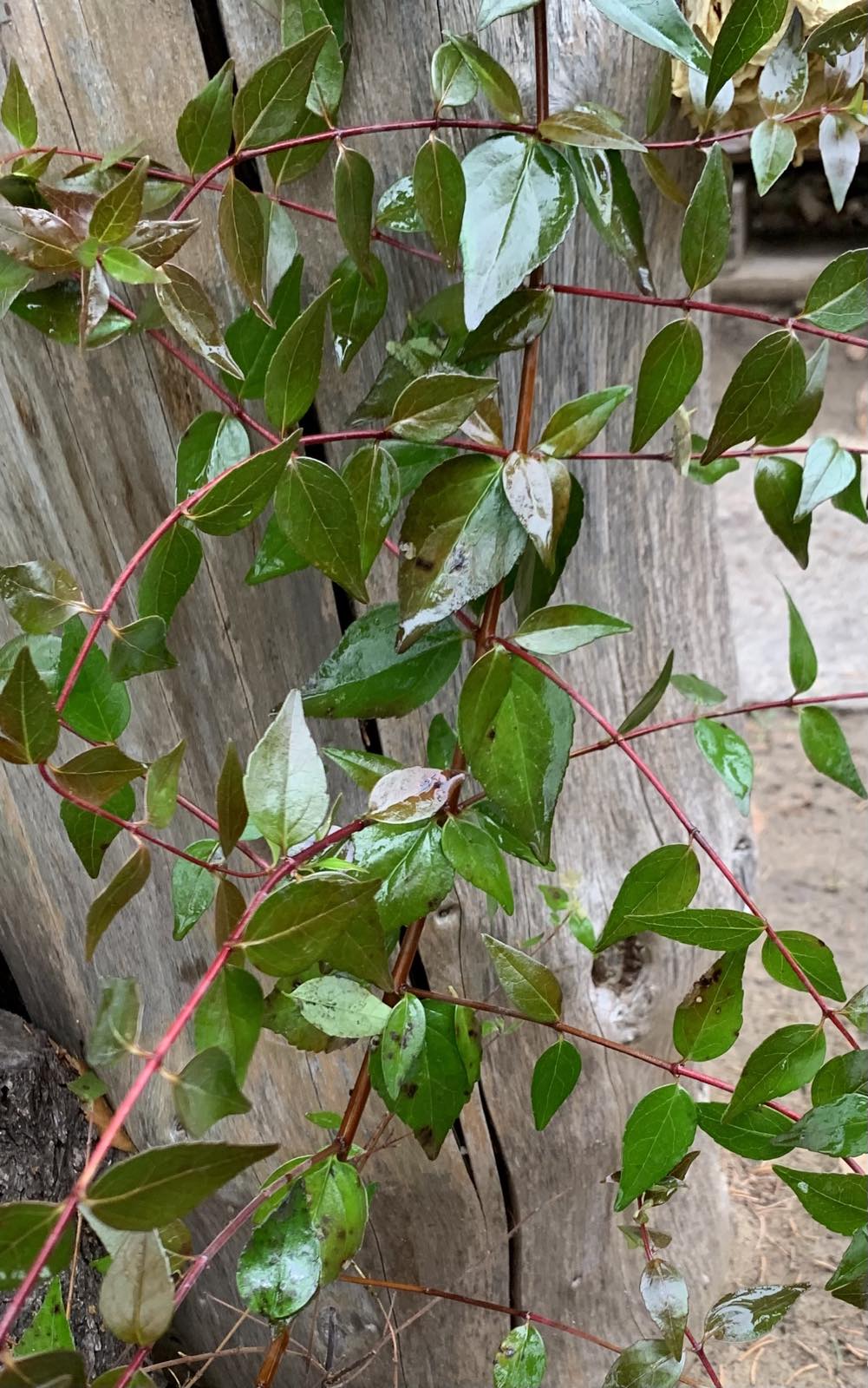 Abelia grandiflorum / Tárnicslonc - Image 2