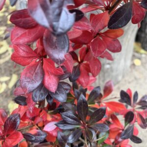 Berberis x media 'Red Jewel' / Borbolya