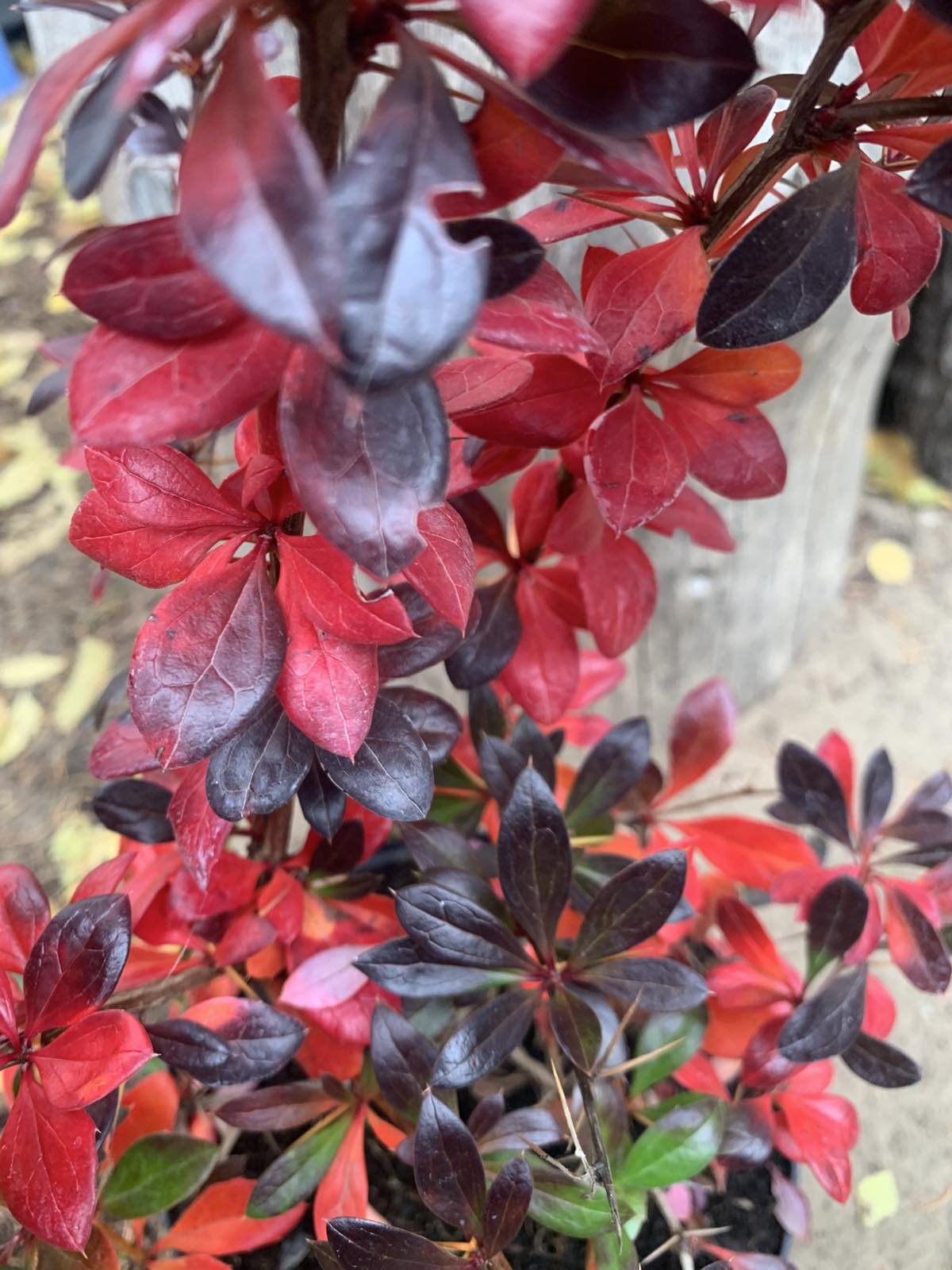 Berberis x media 'Red Jewel' / Borbolya