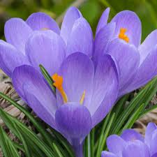 Crocus 'Aqua' / krókusz