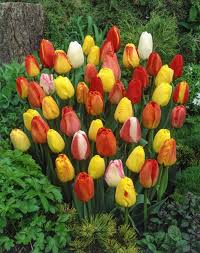 Tulipa 'Darwin' / tulipán