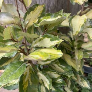 Elaegnus ebbingei ’Maryline’ / Tarkalevelű ezüstfa