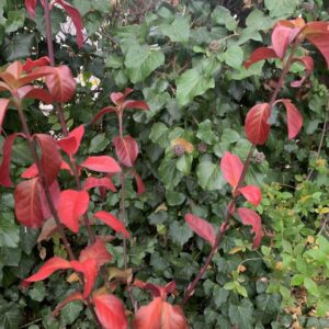 Euonymus fortunei 'Dart's Blanket' / Kúszó kecskerágó