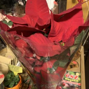 Euphorbia pulcherrima / Mikulásvirág