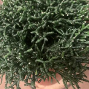 Hatiora salicornioides / korallkaktusz