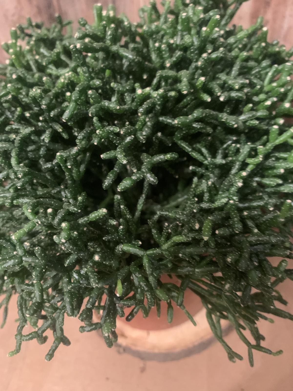 Hatiora salicornioides / korallkaktusz
