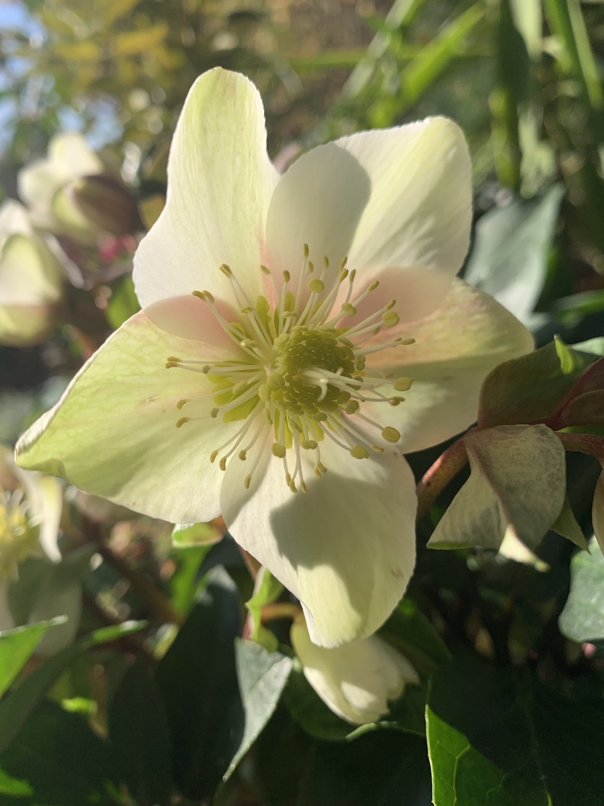 Helleborus orientalis 'Hello Pink' / keleti hunyor - Image 2