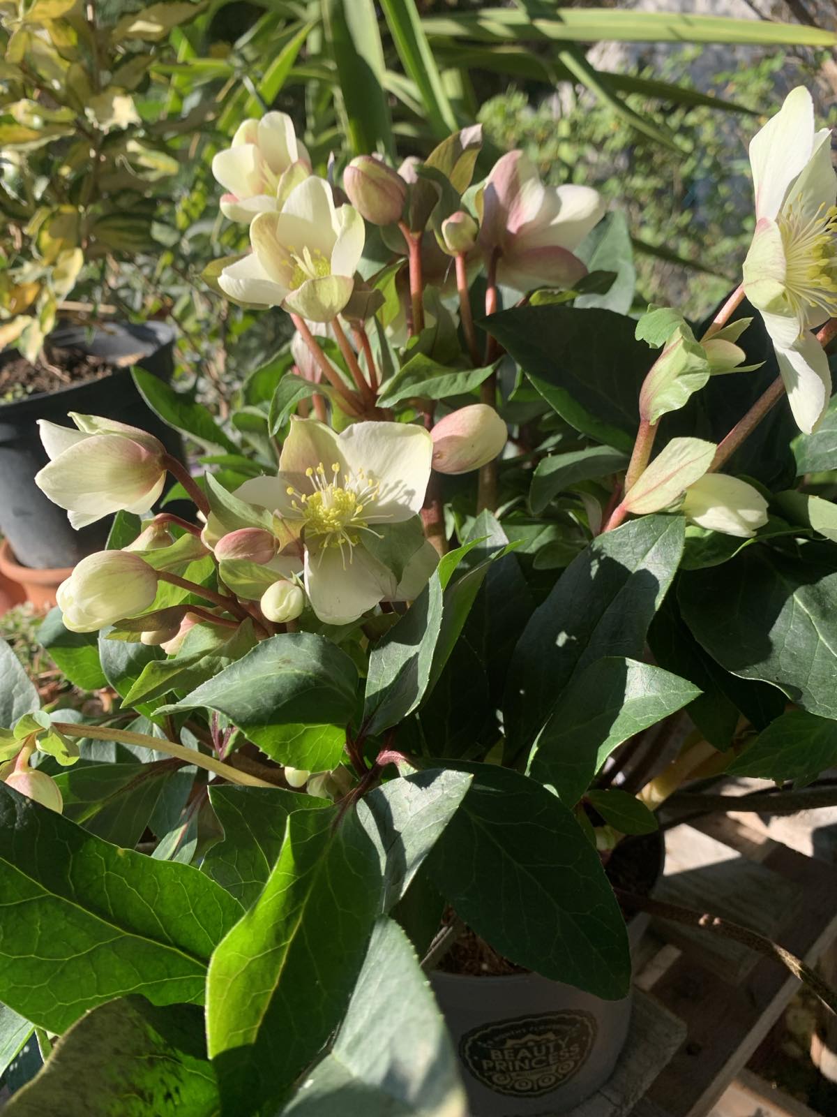 Helleborus orientalis 'Hello Pink' / keleti hunyor