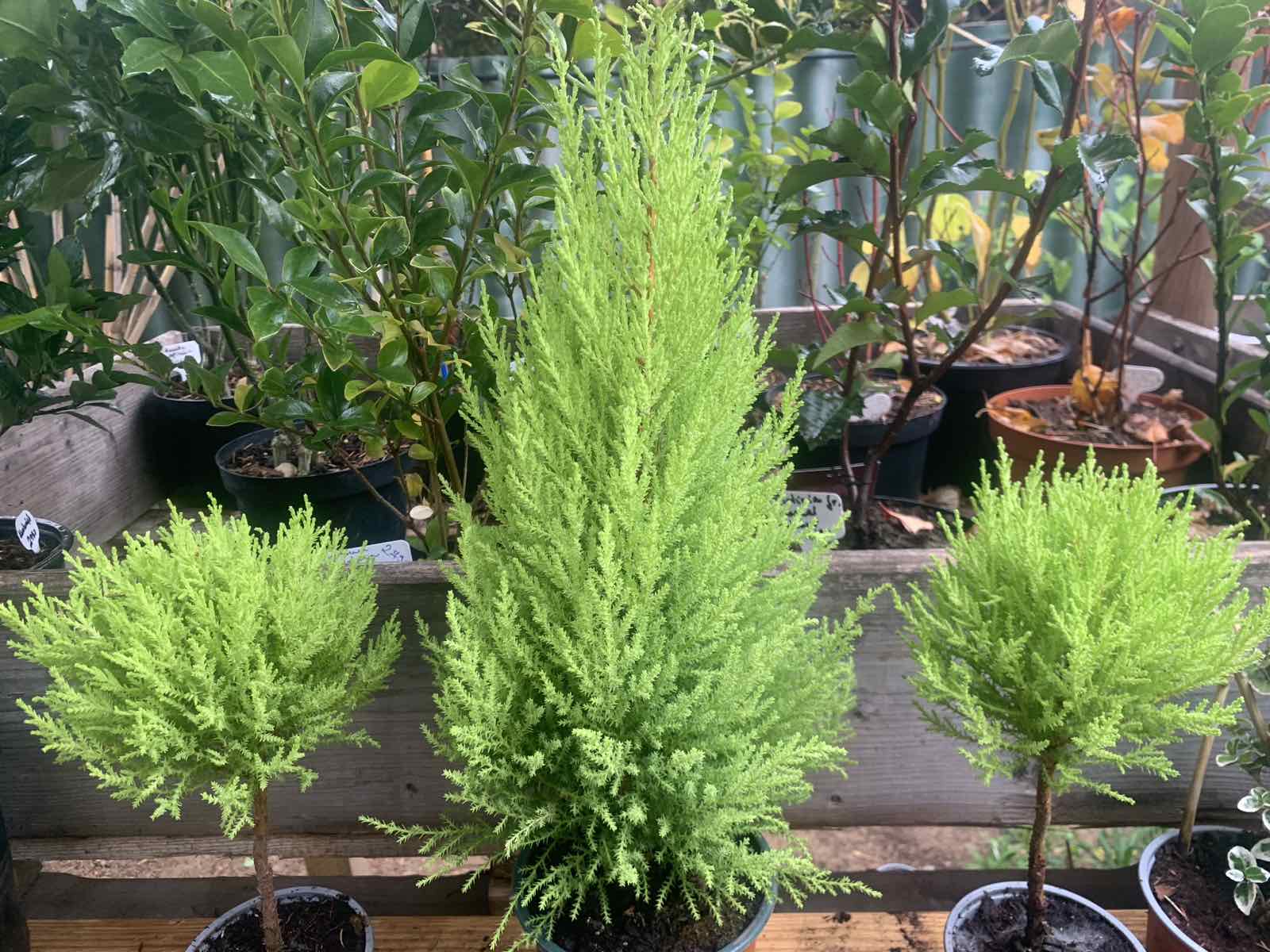 Hespreocyparis macrocarpa / ciprus