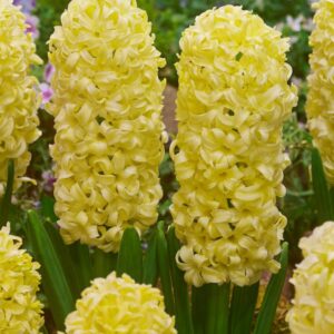 Hyacinthus orientalis 'City of Haarlem' / jácint