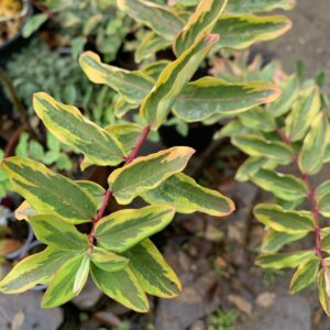 Hypericum X moserianum 'Little Misstery' / Orbáncfű