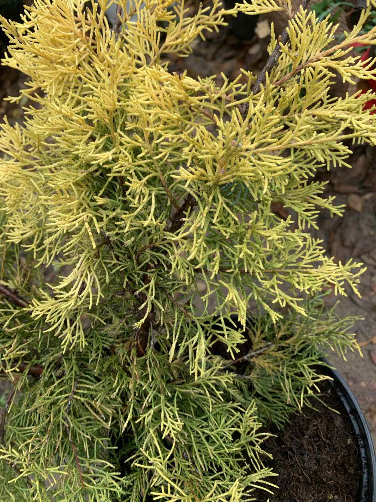 Juniperus x pfitzeriana 'Carbery Gold' / Kúszó boróka - Image 2