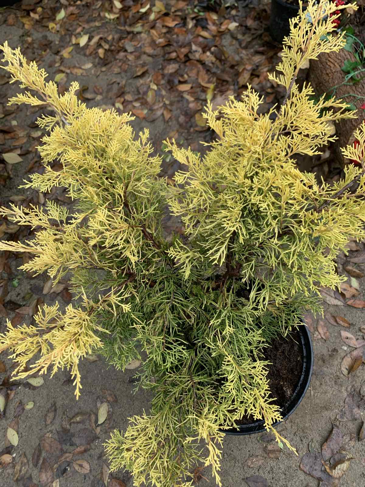 Juniperus x pfitzeriana 'Carbery Gold' / Kúszó boróka