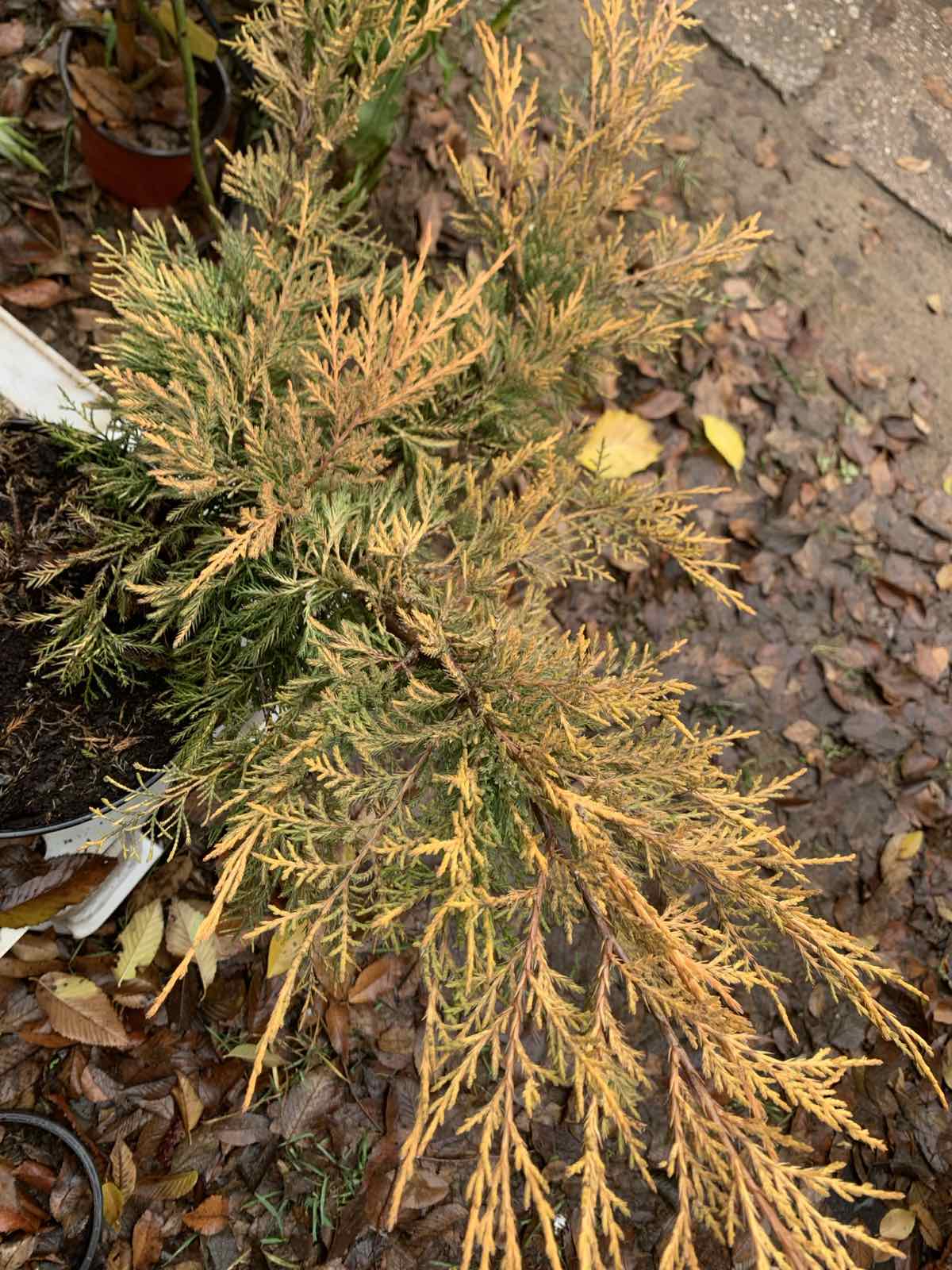 Juniperus x pfitzeriana 'King of Spring' / Kúszó boróka - Image 2
