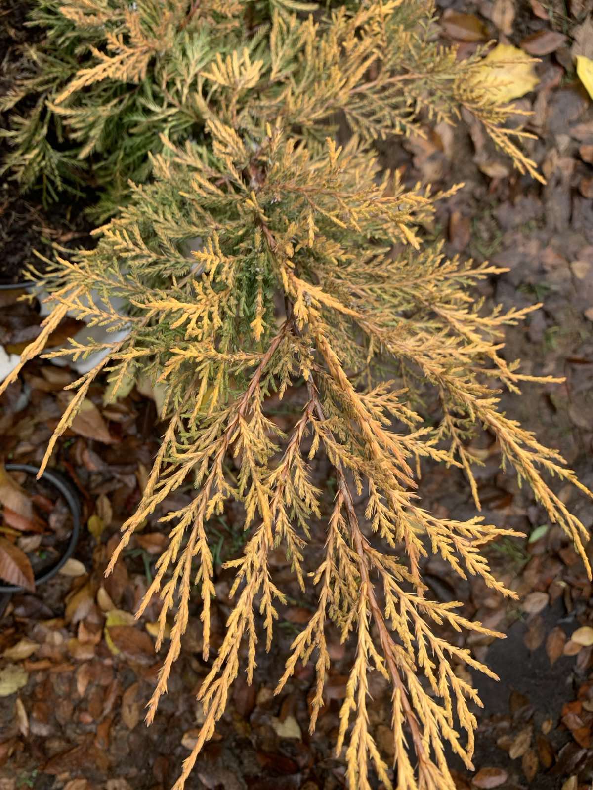 Juniperus x pfitzeriana 'King of Spring' / Kúszó boróka
