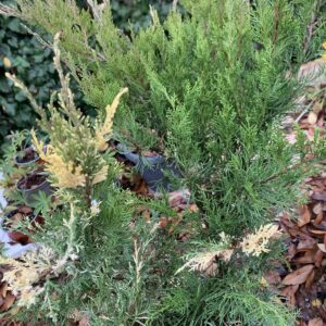 Juniperus x pfitzeriana 'Mint Julep' / Kúszó boróka, tarka