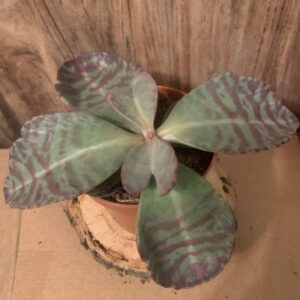 Kalanchoe humilis Britten / pozsgás