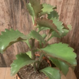 Kalanchoe longiflora / pozsgás