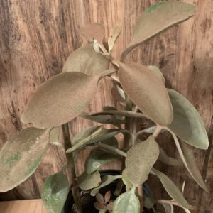 Kalanchoe orygalis / rézkanál