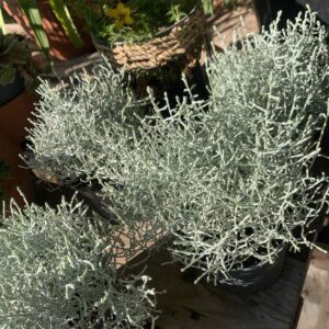 Leucophyta browwnii (Calocephalus) / párnacserje