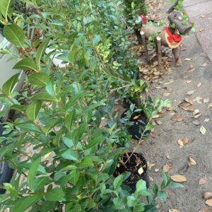 Ligustrum ovalifolium /  Fagyal