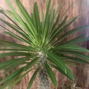 Pachypodium lamerei / Madagaszkári pálma