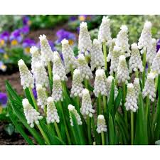 Muscari armeniacum 'Siberian Tiger' / Fürtös gyöngyike