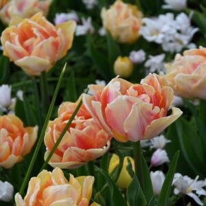 Tulipa 'Foxy Foxtrot' / tulipán